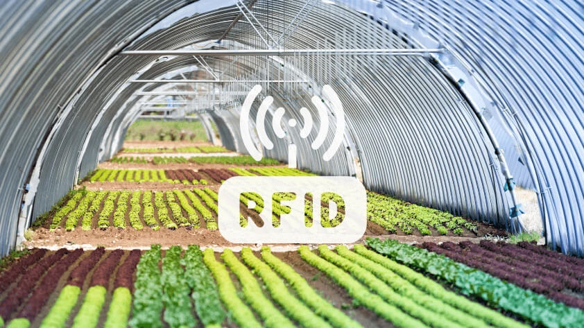 Trong chăn nuôi thông minh, RFID giúp quản lý từng con vật: theo dõi sức khỏe, lịch tiêm, tăng trọng.